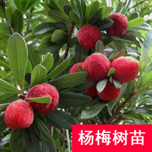 貴州楊梅樹苗