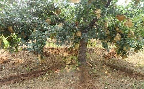 貴陽(yáng)果樹種植基地