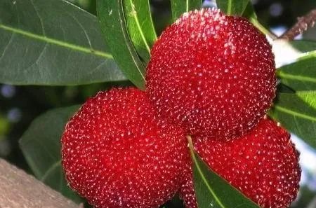 貴陽(yáng)楊梅苗種植基地