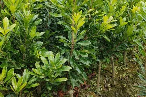 楊梅苗種植基地