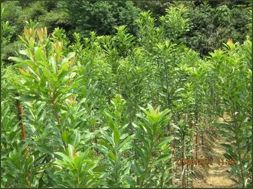 楊梅苗種植基地