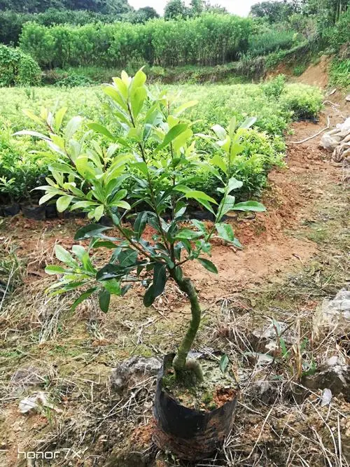 貴州楊梅苗批發(fā)