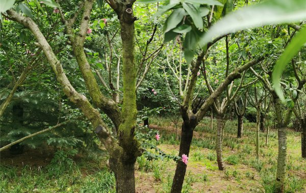 貴陽楊梅苗培育基地