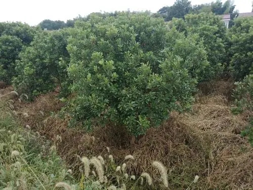 楊梅苗